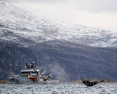 BB 15 0605 / Megaptera novaeangliae / Knølhval